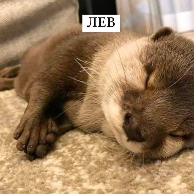 Вечные гулянки ✨🐺