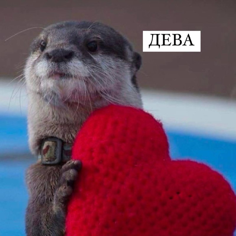 Вечные гулянки ✨🐺