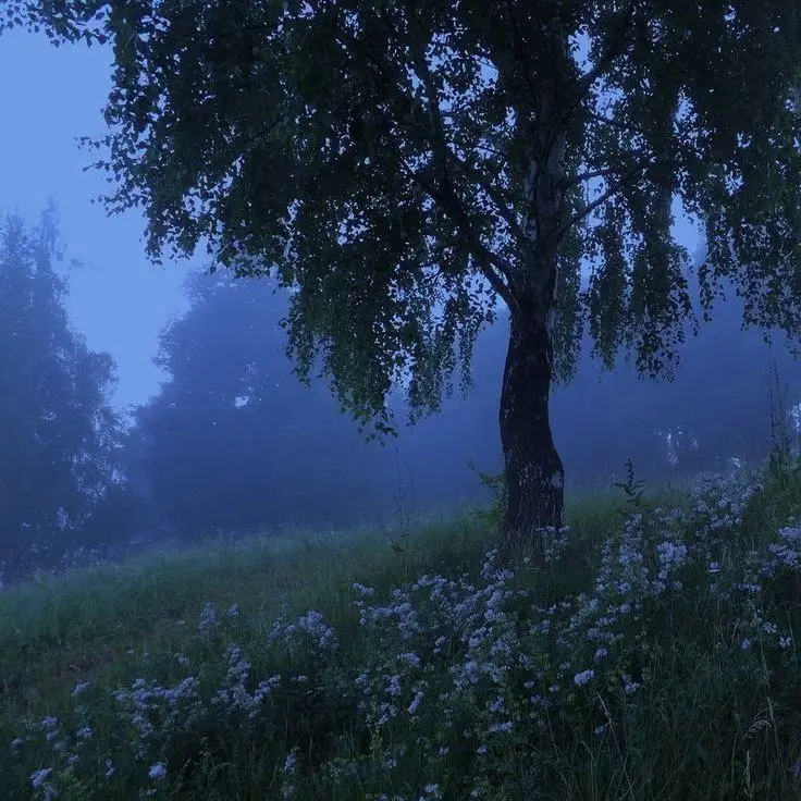 "Há uma certa magia nos bosques, …