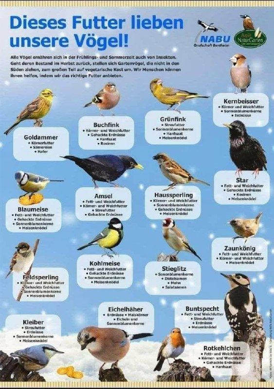 ***🩵******🐦******🩵******🐦‍⬛******🩵******🐦******🩵******🐦‍⬛******🩵***