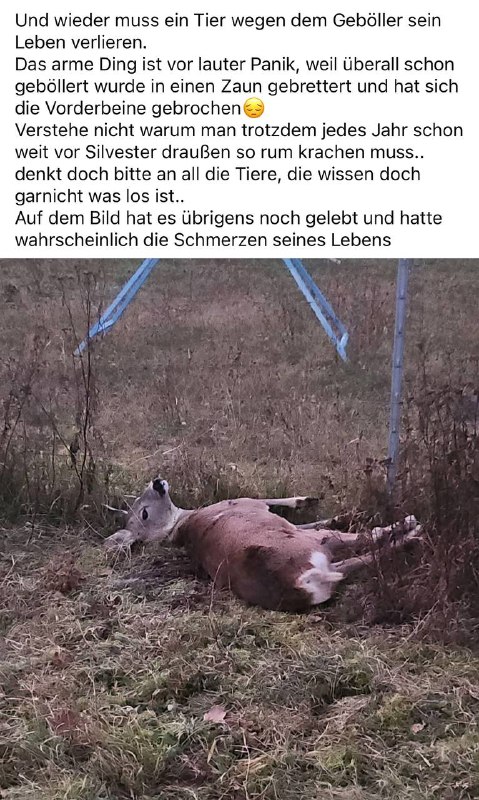 Von den unzähligen Wildtieren abgesehen. Wenn …