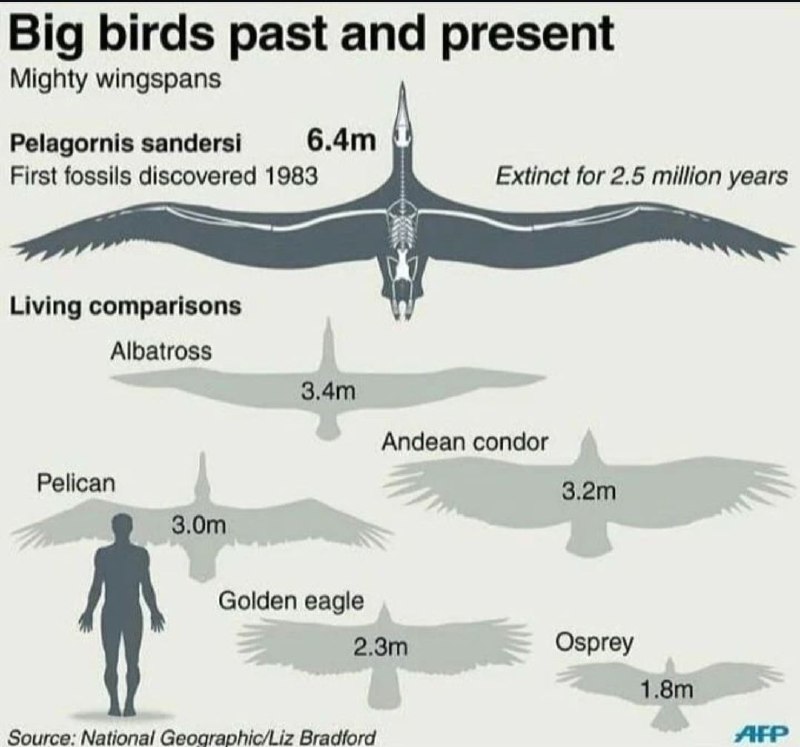 Infografías