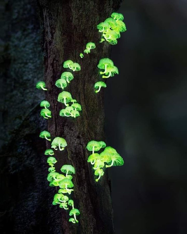 Champignons fluorescents