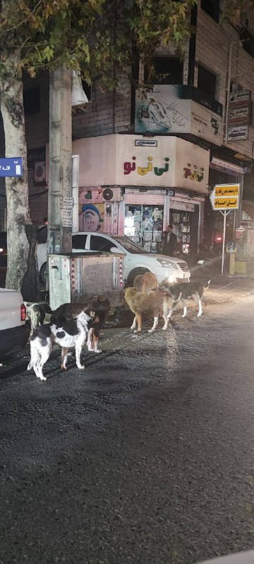 جولان سگها در مرکز شهر