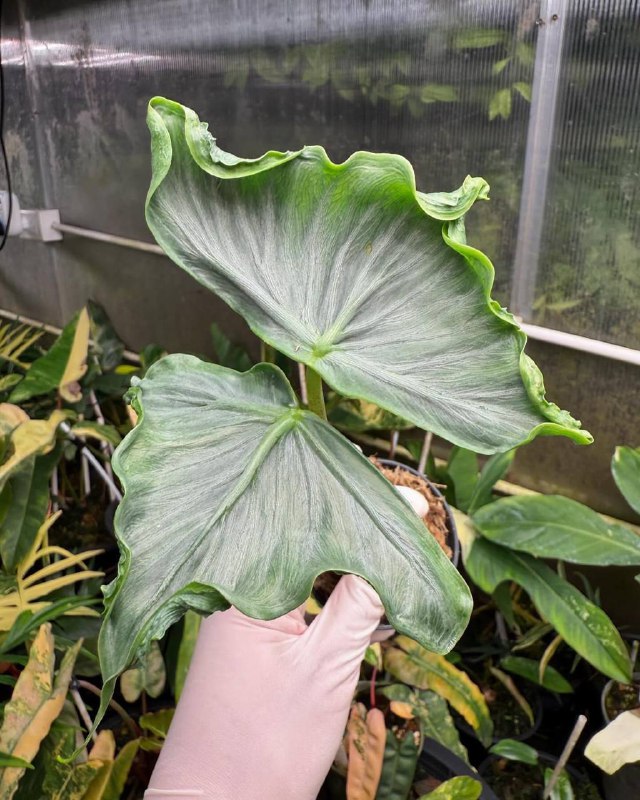 **Alocasia Holy Grail**