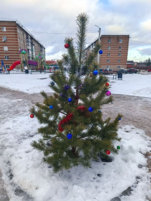 ***🎄***По традиции жители Рошаля украсили дерево …