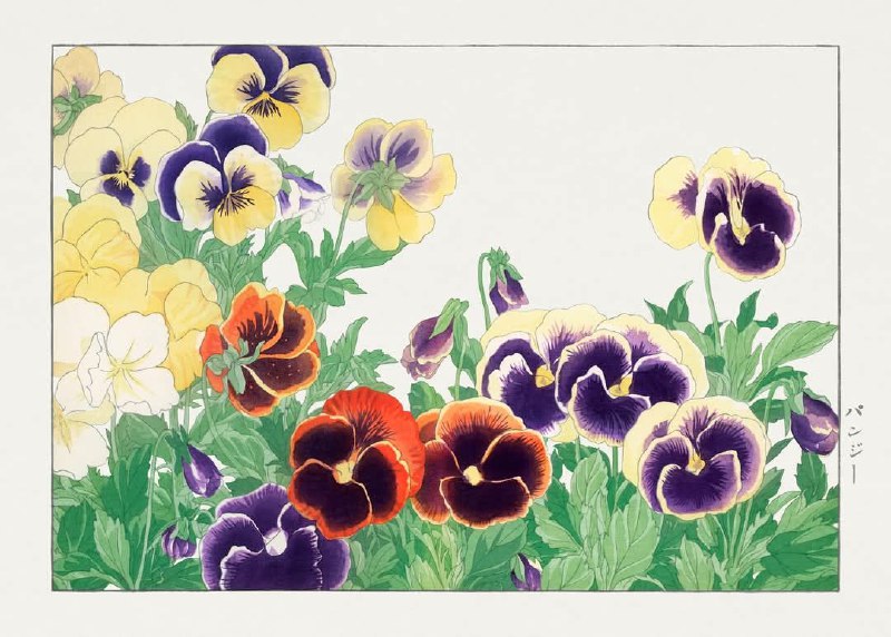 Vintage pansy flower, 1917 edition of …