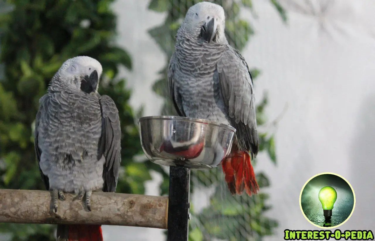 **Researchers taught African grey parrots to …