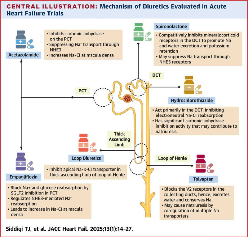 Internal Medicine Insights 🧠