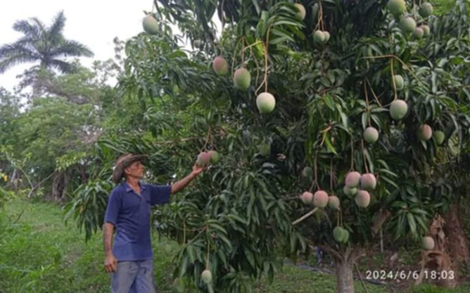 ***👨‍🌾*** El avileño Osveldo Gómez Reina …