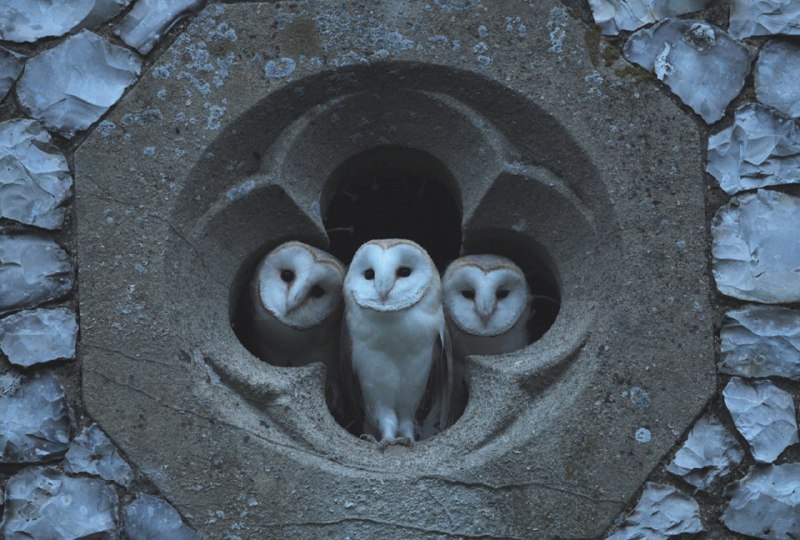 Curious Young Barn Owls - July …