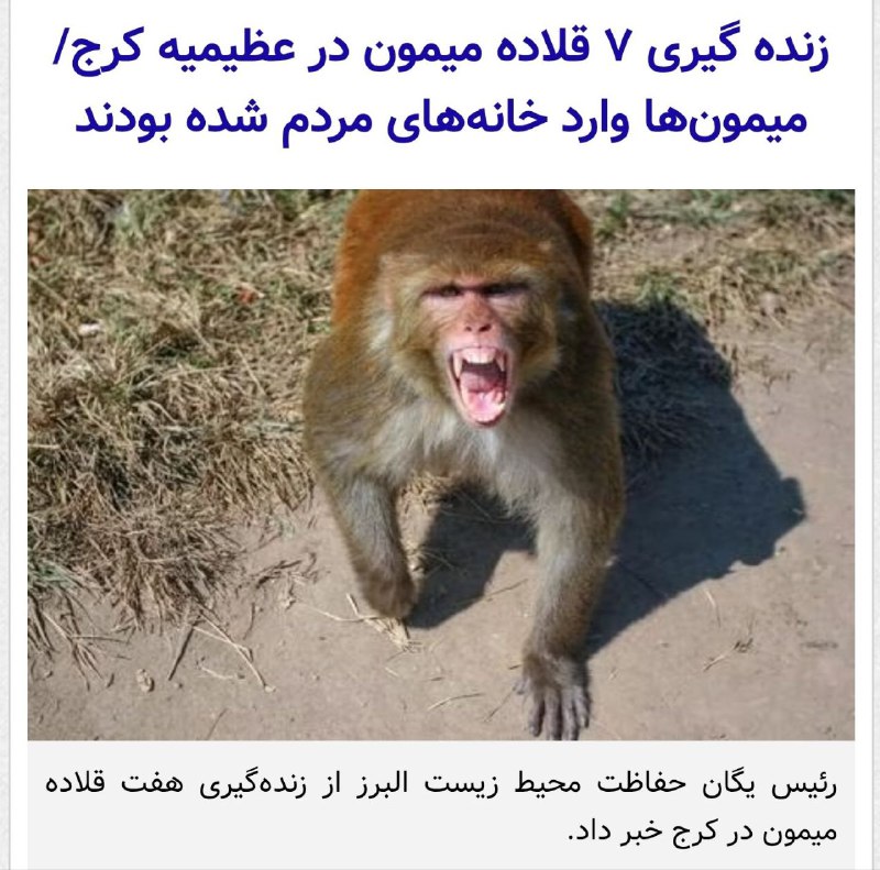 ‏خرید و فروش این میمون‌ها در …