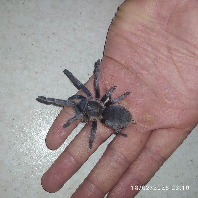 Irexoticpet