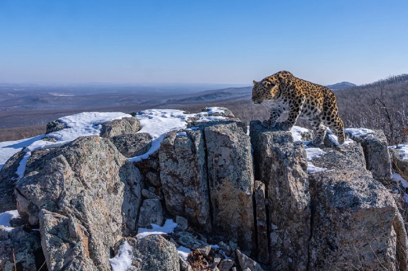 Амурский барс. Он же дальневосточный, он …