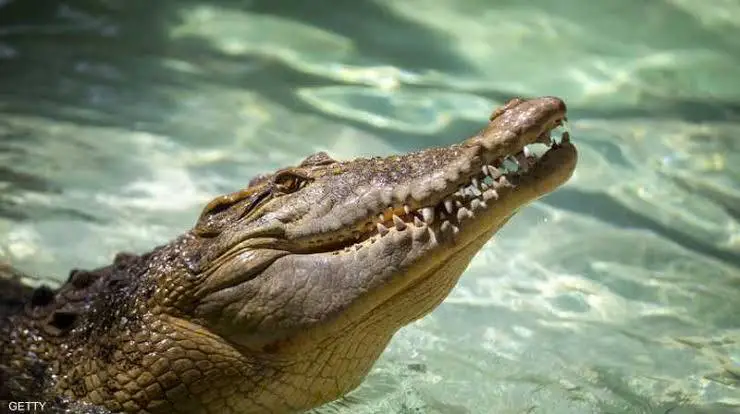 Суал***❓***Крокодил недай ихтияр авани чи динда?