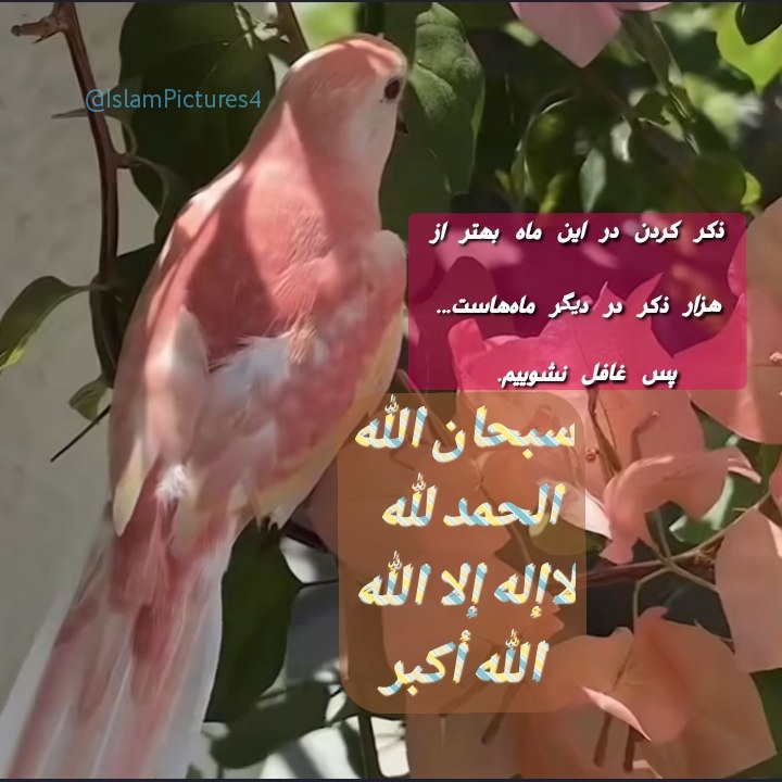 🌸زيباترين عکسهای اسلامی🌸