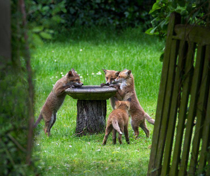 Fox cubs at the bird bath, …