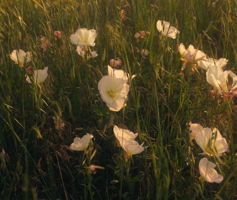 may the flowers remind us