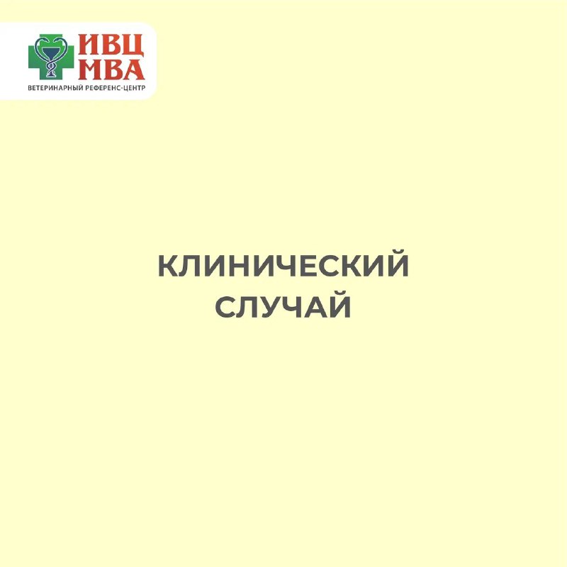 Собака Китана поступила на первичный дерматологический …