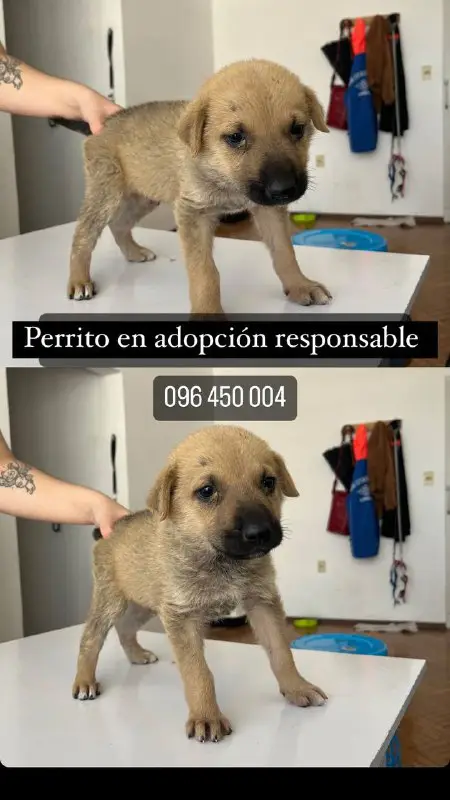 Buenas gente, encontré este perrito en …