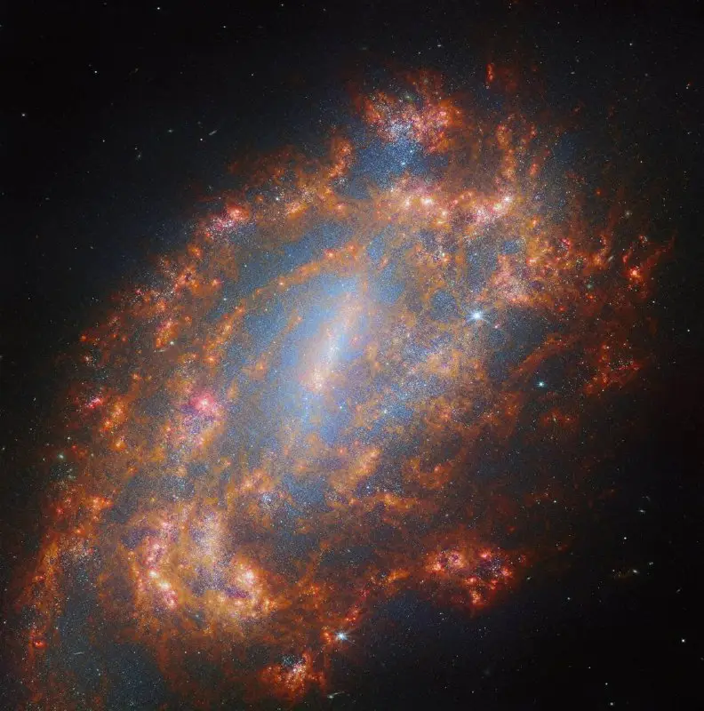 ***📸*** Галактика NGC 1559