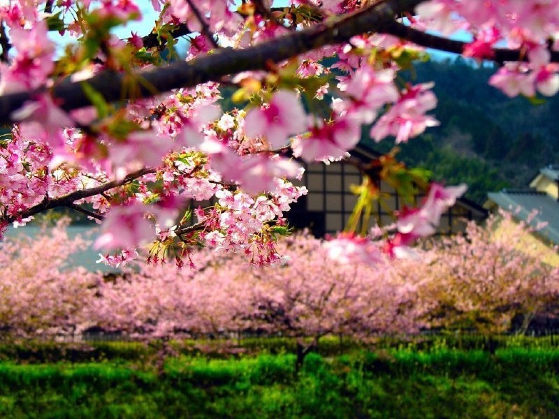 ***🇯🇵***Таинственная красота Японии...