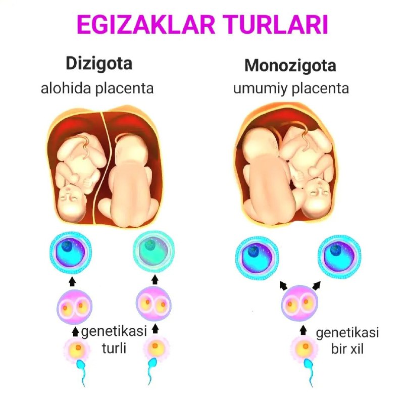 Egizaklarning ikki turi mavjud