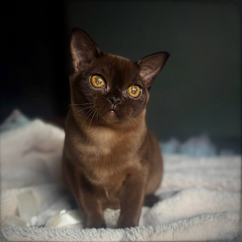 Jasper Burmese