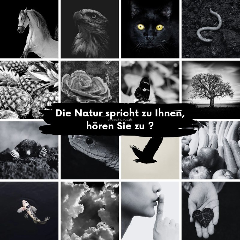 ***🐴*** **Trinken Sie Wasser aus der …