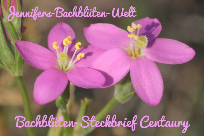 *****🌺******🌸*****[**Centaury ***♾*** Die Blüte des Dienens**](https://t.me/Jennifers_Bachblueten_Welt/20)*****🌺******🌸*****Deutscher …