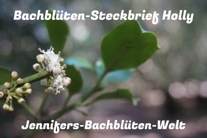 ***🌺******🌸***[**Holly ***♾*** Die Herzöffnungs-Blüte**](https://t.me/Jennifers_Bachblueten_Welt/50)*****🌺********🌸***