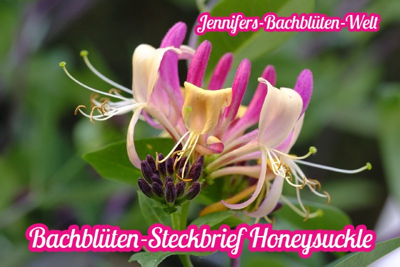 *****🌺******🌸*****[**Honeysuckle ***♾*** Die Vergangenheits-Blüte**](https://t.me/Jennifers_Bachblueten_Welt/54)*****🌺******🌸*****Deutscher Name: Geissblatt …