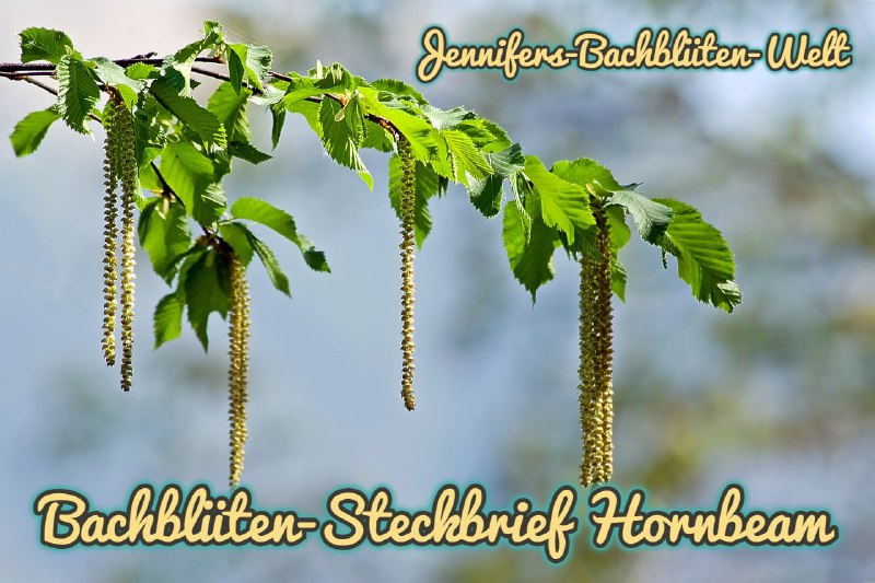 *****🌺******🌸*****[**Hornbeam ***♾*** Die Spannkraft-Blüte**](https://t.me/Jennifers_Bachblueten_Welt/56)*****🌺******🌸*****Deutscher Name: Hainbuche