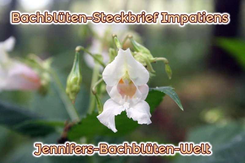 *****🌺******🌸*****[**Impatiens ***♾*** Die Zeit-Blüte**](https://t.me/Jennifers_Bachblueten_Welt/59)*****🌺********🌸***