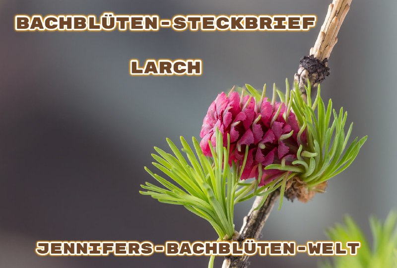 *****🌺******🌸*****[**Larch ***♾*** Die Selbstvertrauens-Blüte**](https://t.me/Jennifers_Bachblueten_Welt/61)*****🌺******🌸*****Deutscher Name: Lärche