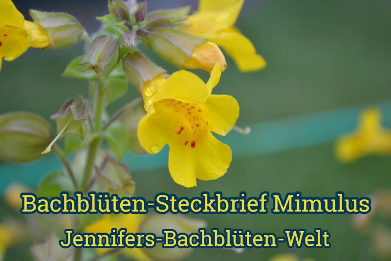 *****🌺******🌸*****[**Mimulus ***♾*** Die Tapferkeits-Blüte**](https://t.me/Jennifers_Bachblueten_Welt/63)*****🌺******🌸*****Deutscher Name: Gefleckte …