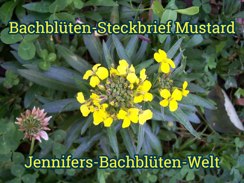 *****🌺******🌸*****[**Mustard ***♾*** Die Licht-Blüte**](https://t.me/Jennifers_Bachblueten_Welt/65)*****🌺********🌸***