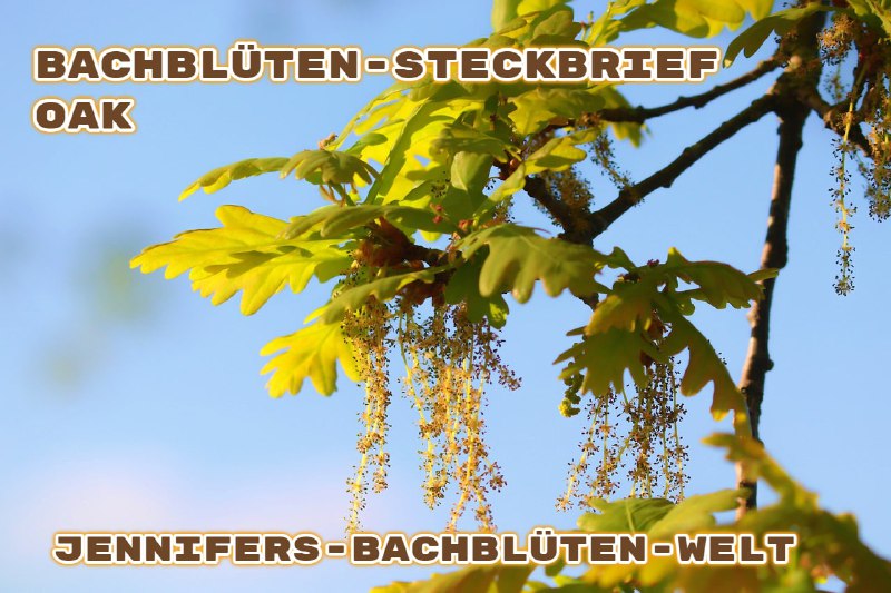 *****🌺******🌸*****[**Oak***♾*** Die Ausdauer-Blüte**](https://t.me/Jennifers_Bachblueten_Welt/67)*****🌺******🌸*****Deutscher Name: Eiche