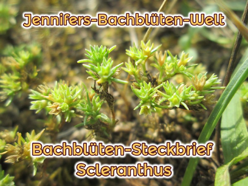 *****🌺******🌸*****[**Scleranthus ***♾*** Die Balance-Blüte**](https://t.me/Jennifers_Bachblueten_Welt/81)*****🌺******🌸*****Deutscher Name: Einjähriger …