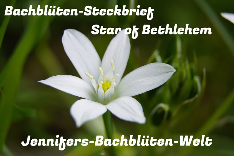 *****🌺******🌸*****[**Star of Bethlehem ***♾*** Die Trost-Blüte**](https://t.me/Jennifers_Bachblueten_Welt/83)*****🌺******🌸*****Deutscher …