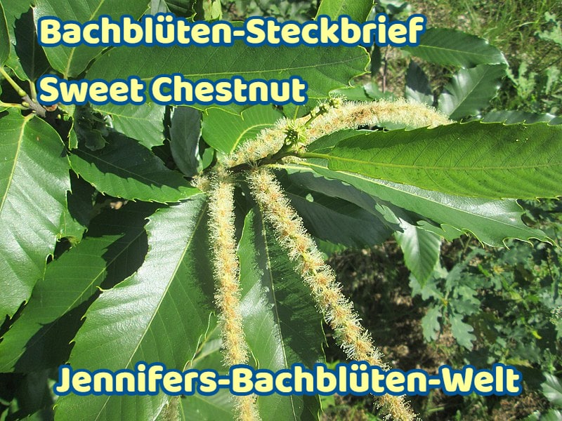 *****🌺******🌸*****[**Sweet Chestnut***♾*** Die Erlösungs-Blüte**](https://t.me/Jennifers_Bachblueten_Welt/85)*****🌺******🌸*****Deutscher Name: Esskastanie