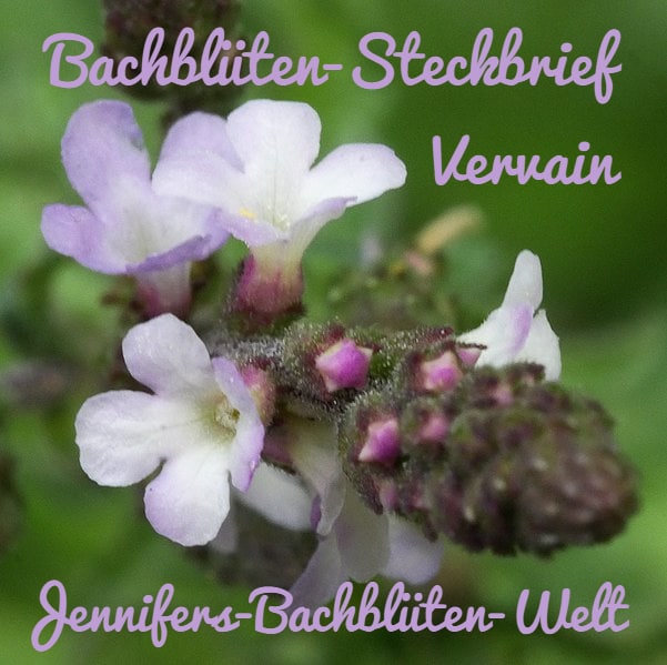 *****🌺******🌸*****[**Vervain ***♾*** Die Begeisterungs-Blüte**](https://t.me/Jennifers_Bachblueten_Welt/89)*****🌺******🌸*****Deutscher Name: Eisenkraut