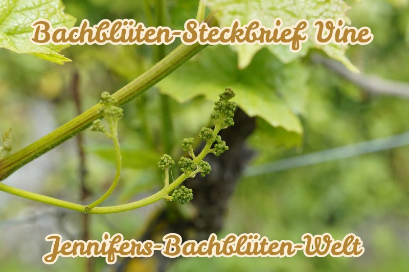 *****🌺******🌸*****[**Vine ***♾*** Die Autoritäts-Blüte**](https://t.me/Jennifers_Bachblueten_Welt/92)*****🌺******🌸*****Deutscher Name: Weinrebe