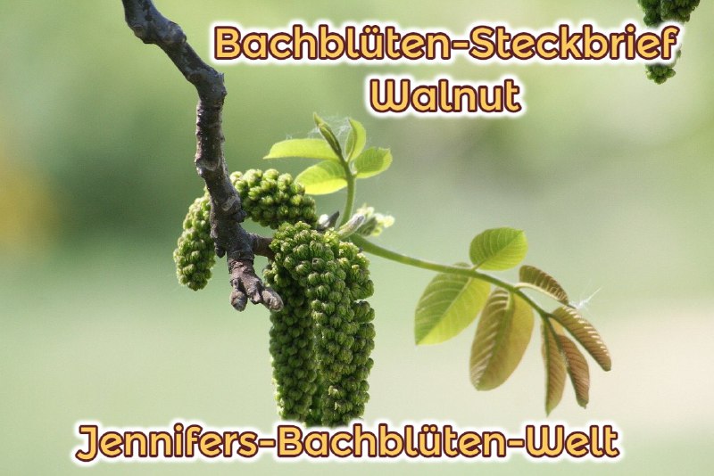 *****🌺******🌸*****[**Walnut ***♾*** Die Verwirklichungs-Blüte**](https://t.me/Jennifers_Bachblueten_Welt/96)*****🌺******🌸*****Deutscher Name: Walnuss