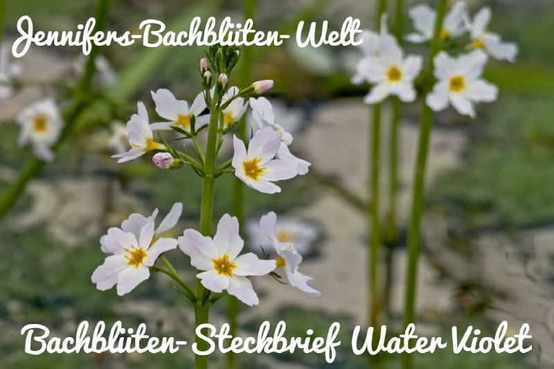 *****🌺******🌸*****[**Water Violet***♾*** Die Kommunikations-Blüte**](https://t.me/Jennifers_Bachblueten_Welt/99)*****🌺******🌸*****Deutscher Name: Sumpfwasserfeder