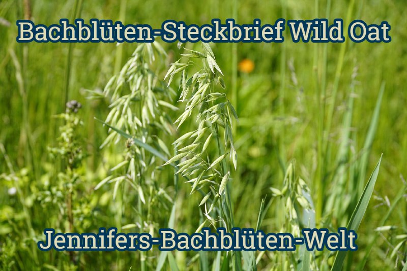 *****🌺******🌸*****[**Wild Oat***♾*** Die Berufungs-Blüte**](https://t.me/Jennifers_Bachblueten_Welt/103)*****🌺******🌸*****Deutscher Name: Wilder …