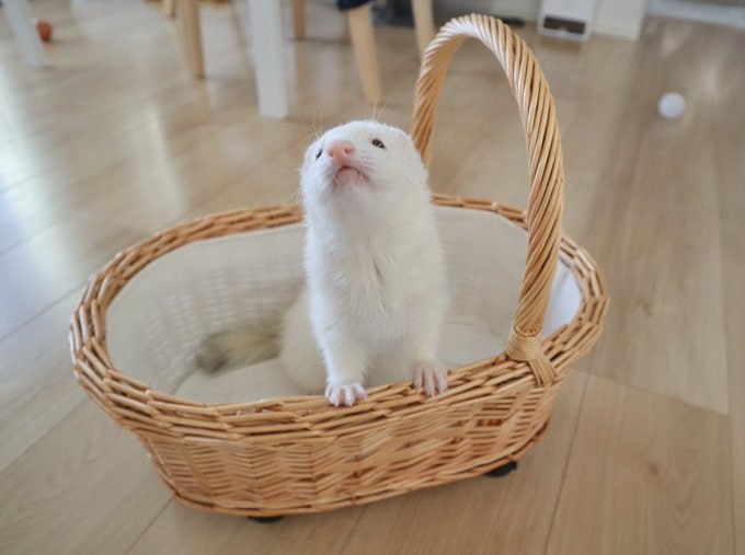 a ferret a day keeps the …