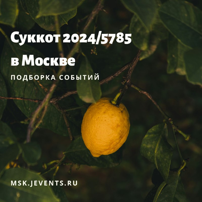 Праздничная подборка мероприятий на Суккот ***🍋******🌿***