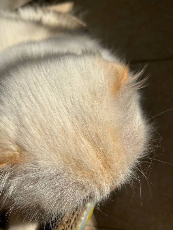 😹啾啾猫😽