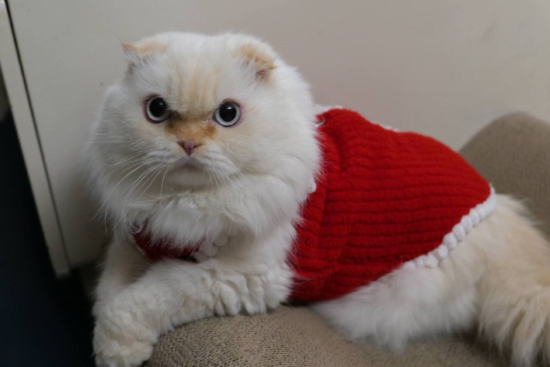 😹啾啾猫😽